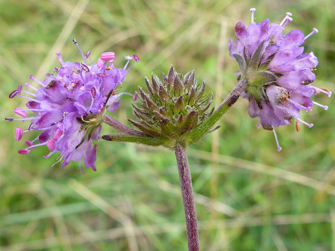 Devil's-bit scabious