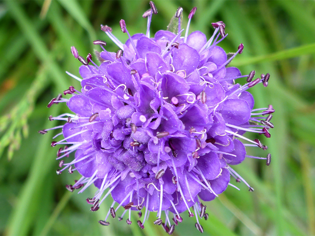 Exserted stamens