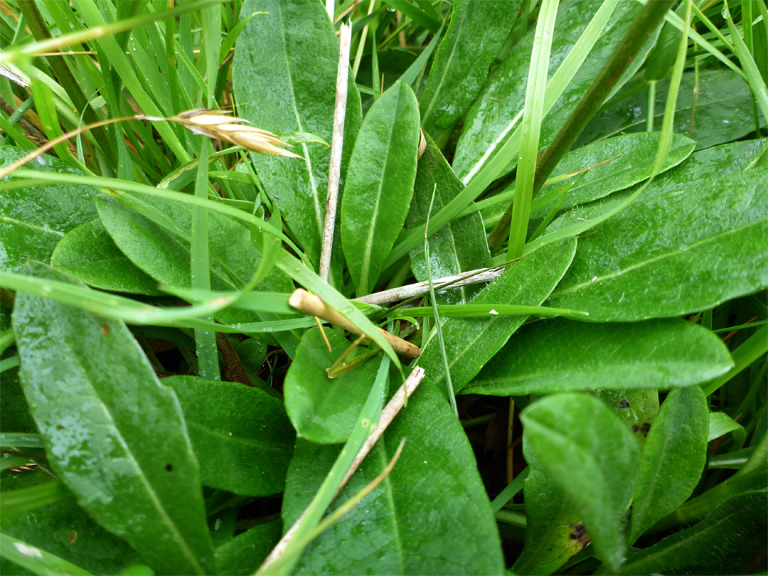 Basal leaves