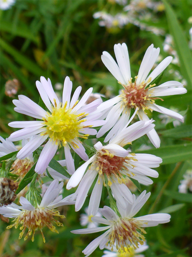 White and yellowish flowerheads