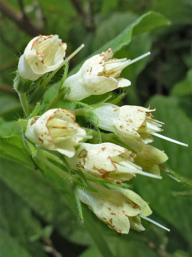 Flowers, starting to wither