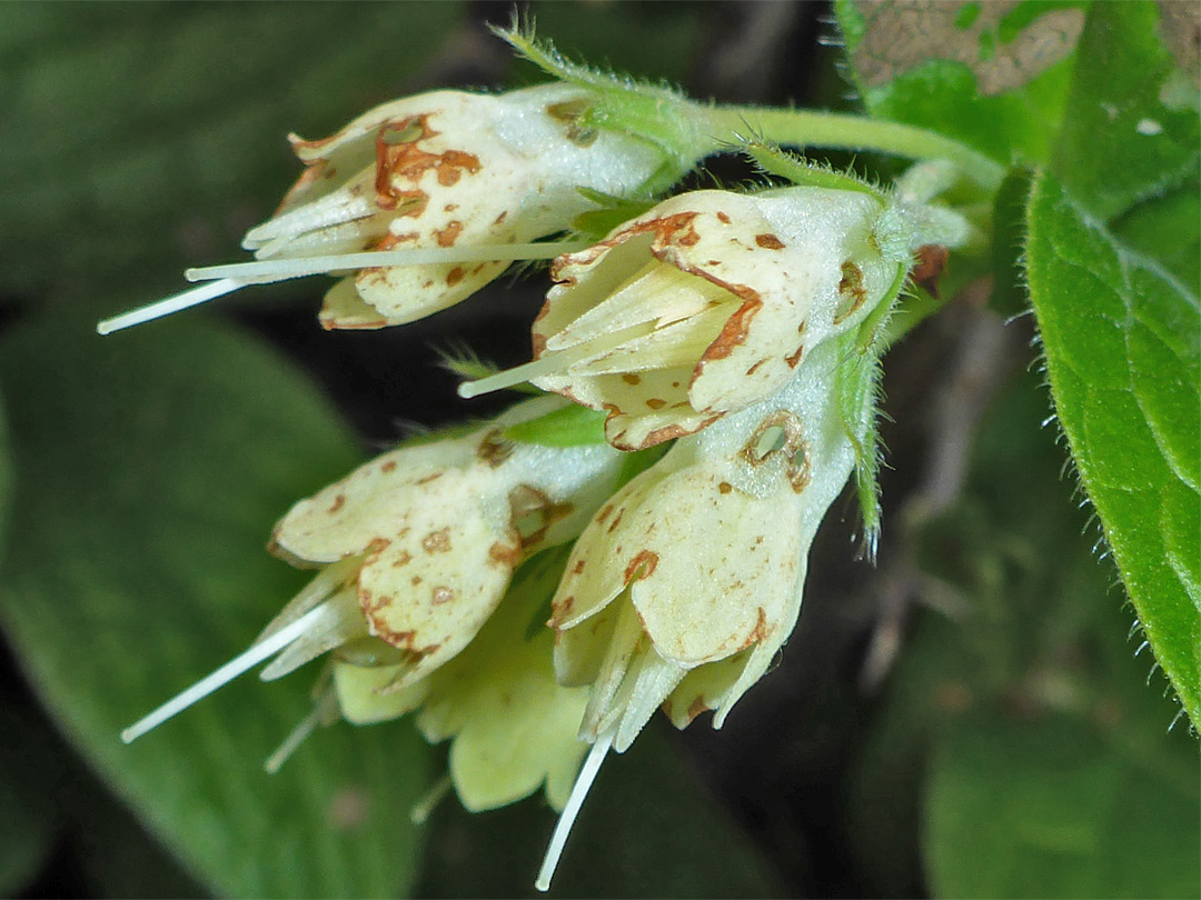 Creamy-white flowers