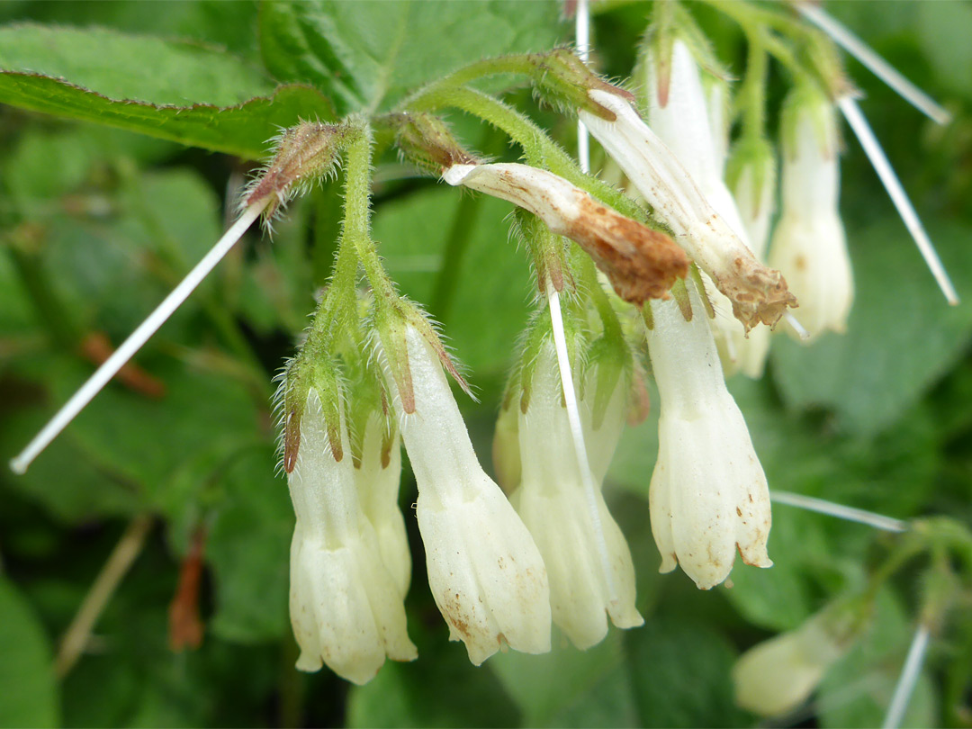 White flowers