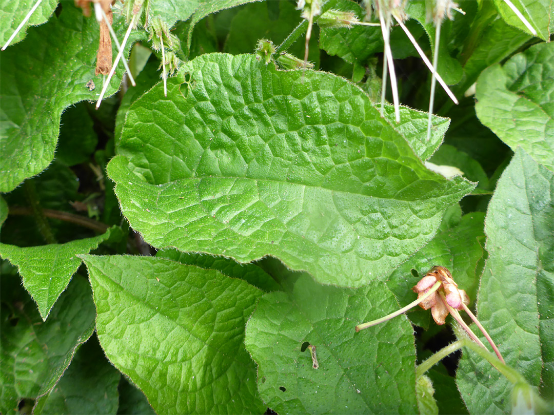 Ciliate leaves