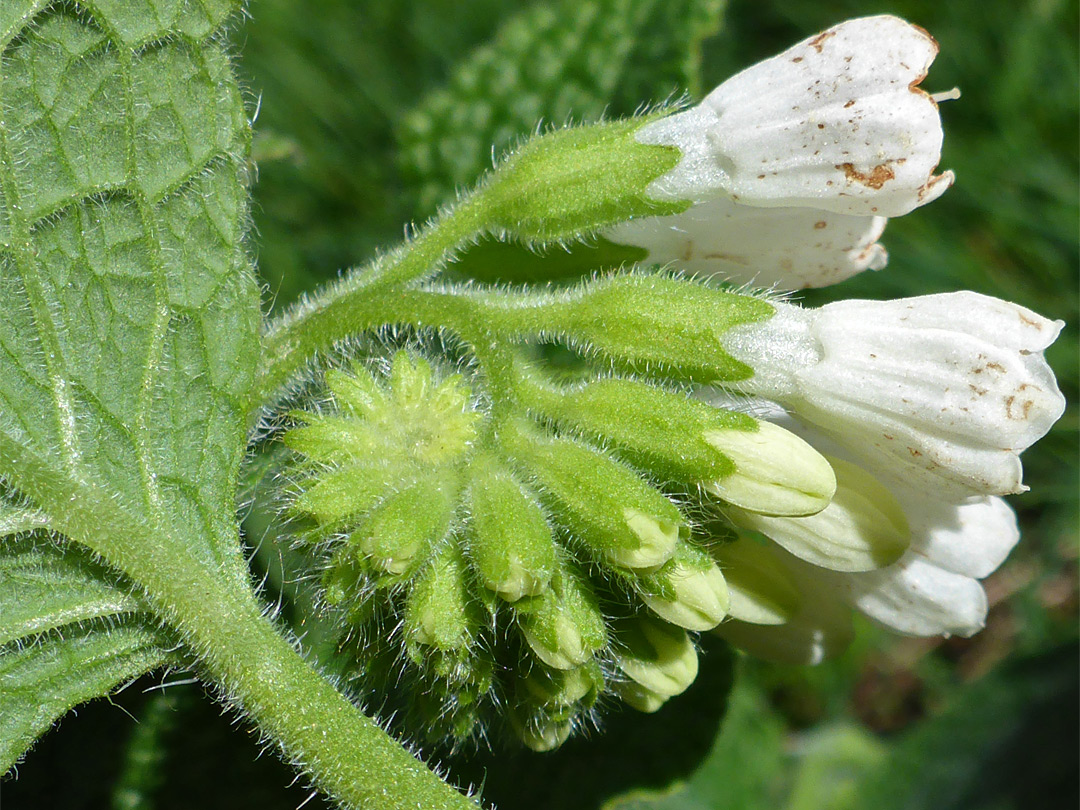 Developing inflorescence