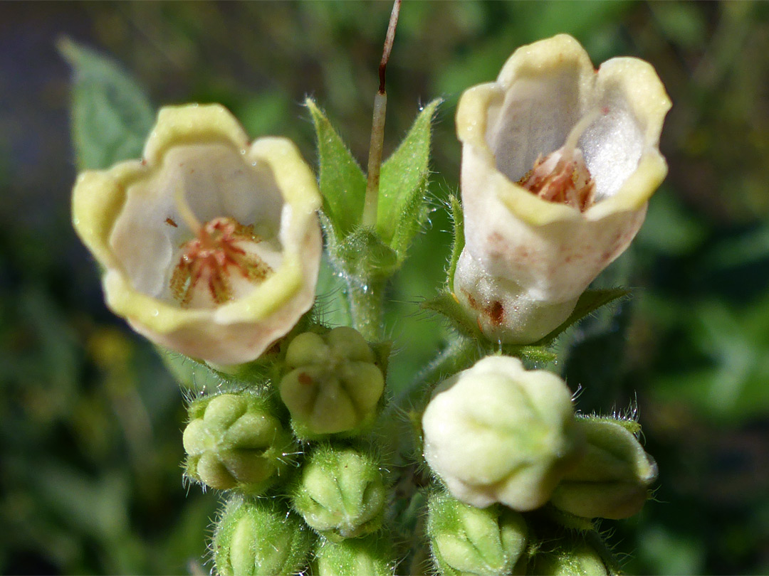 Common comfrey