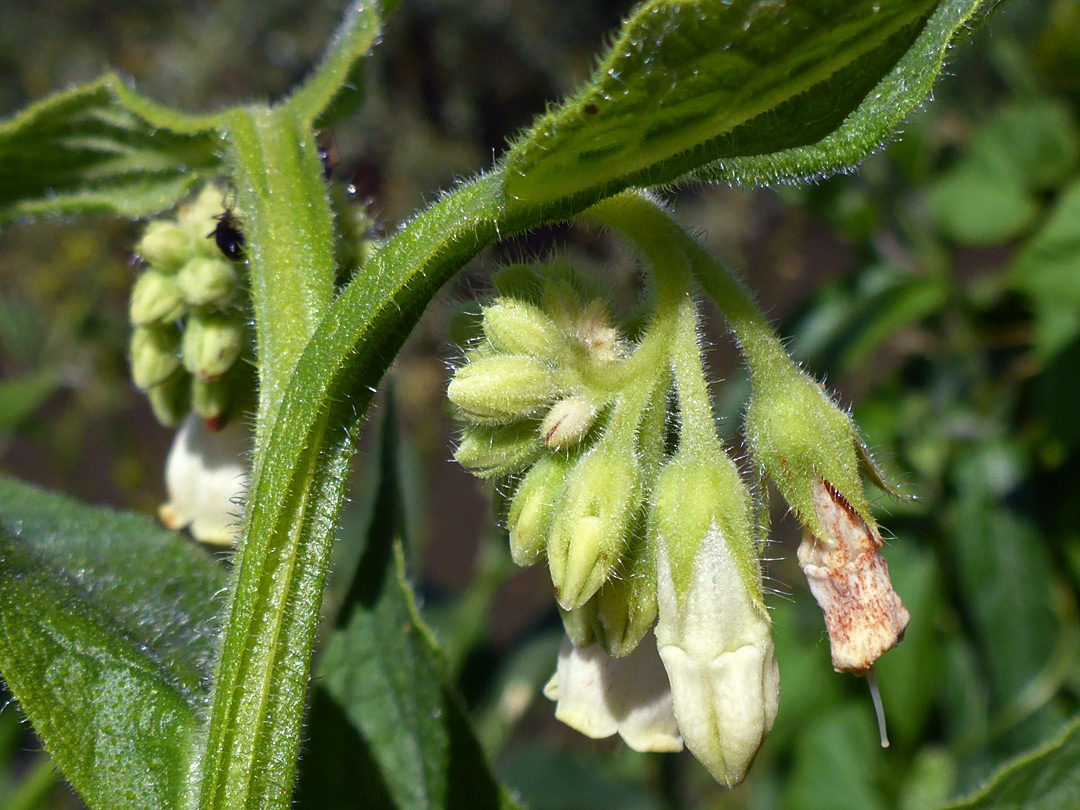 Pendent buds