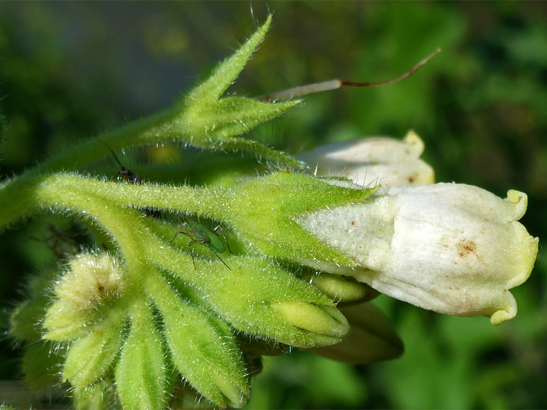 Cream-colored corolla