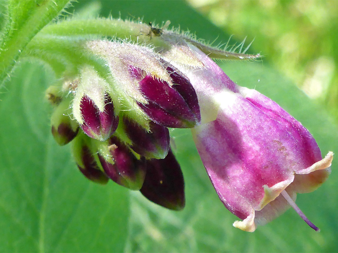 Red-purple flowers