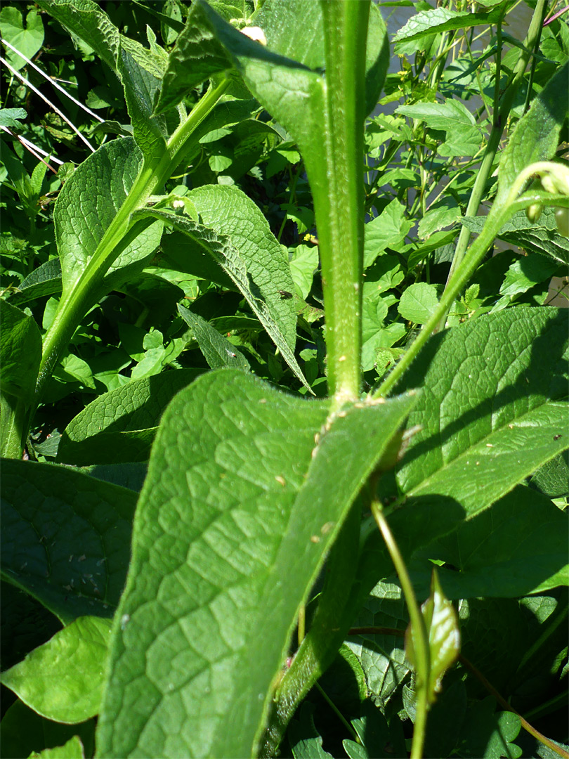 Stem and leaves