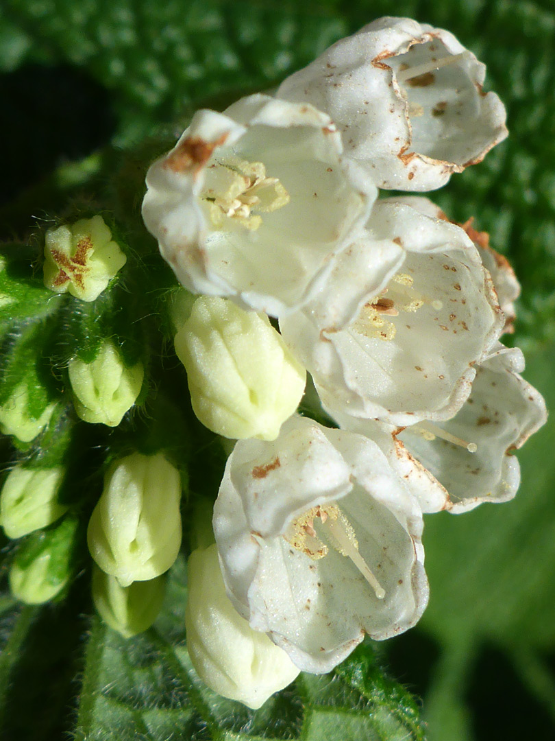 Cup-shaped flowers