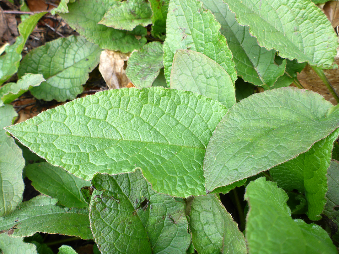 Stongly-veined leaves