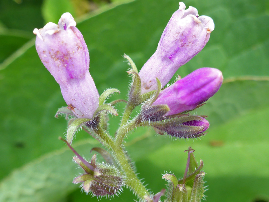 Hairy stem and calyces