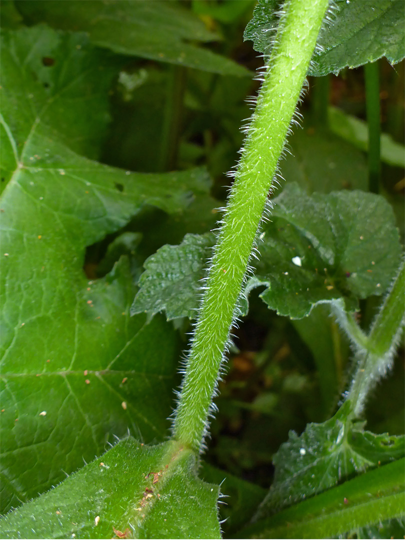 Hairy stem