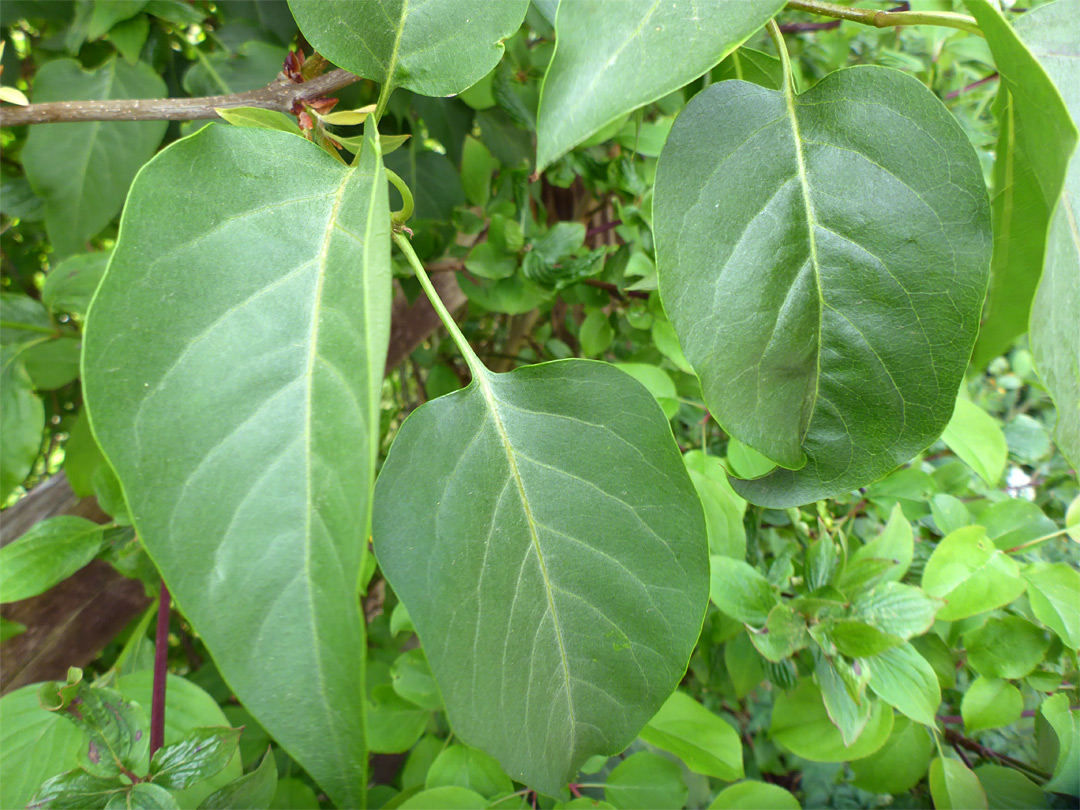 Hairless leaves