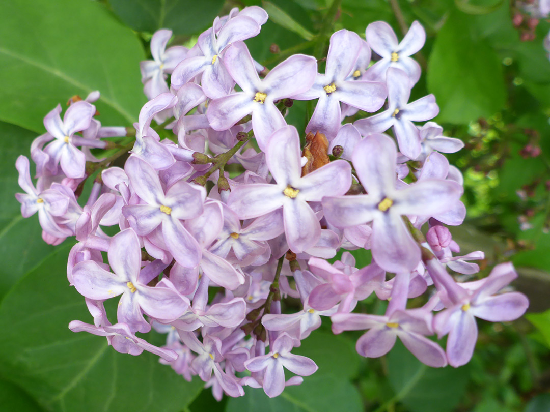 Pale purple flowers