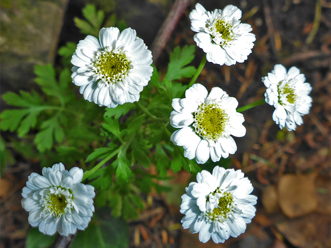 Six flowerheads