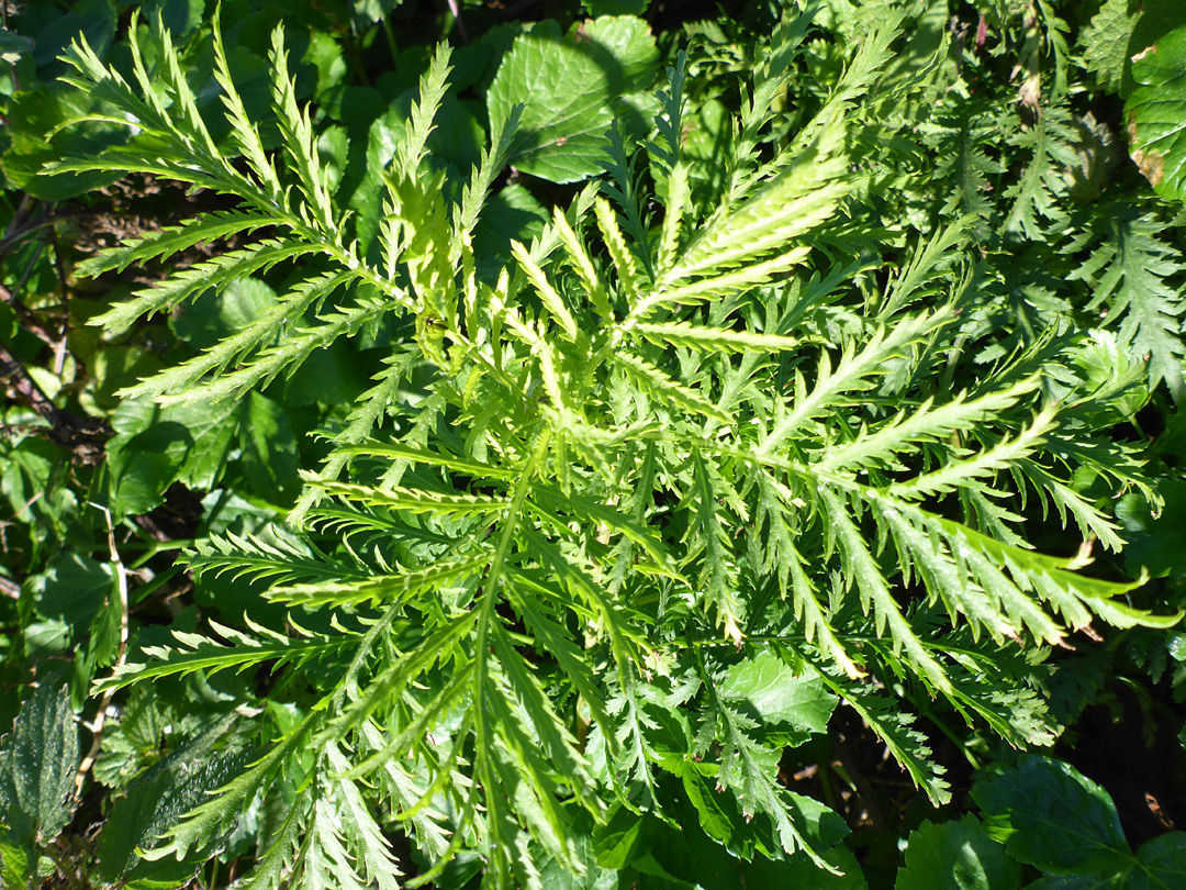 Foliage