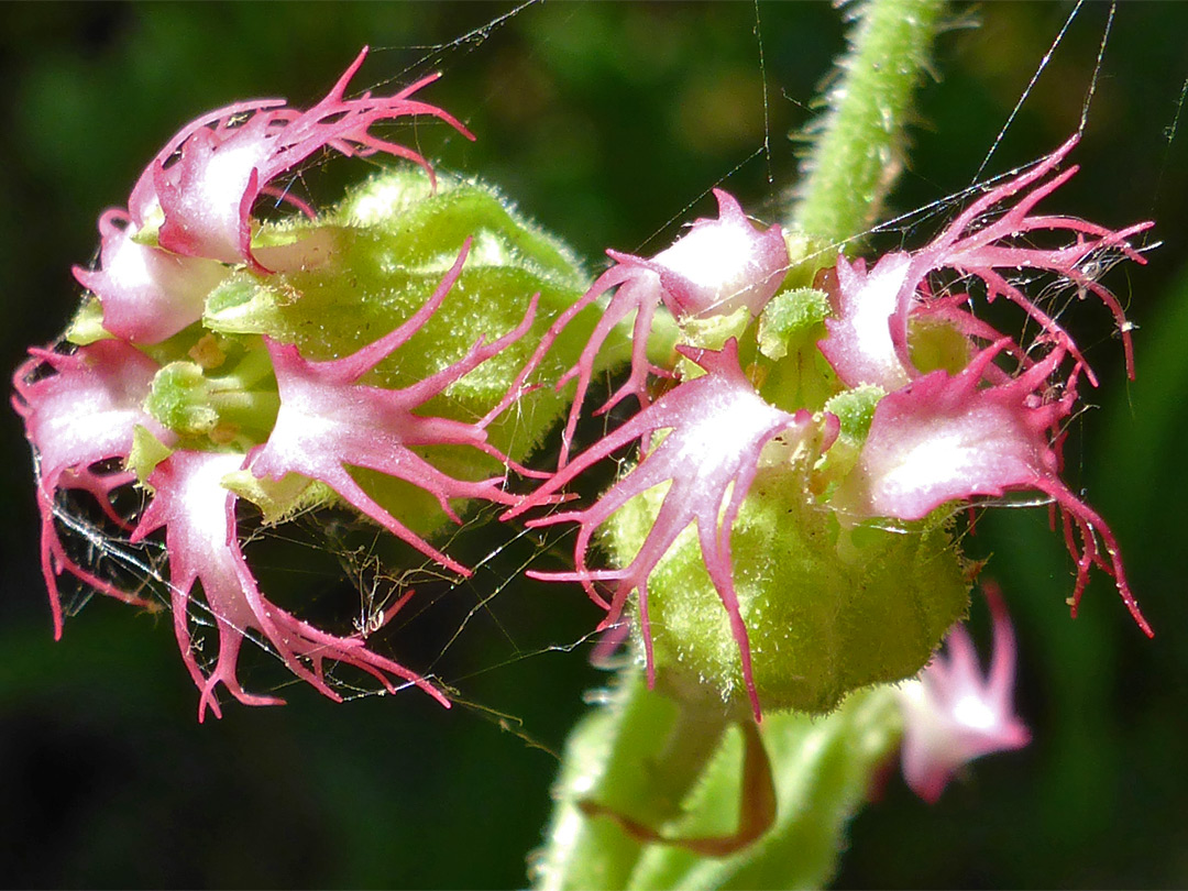 Reddish-pink petals