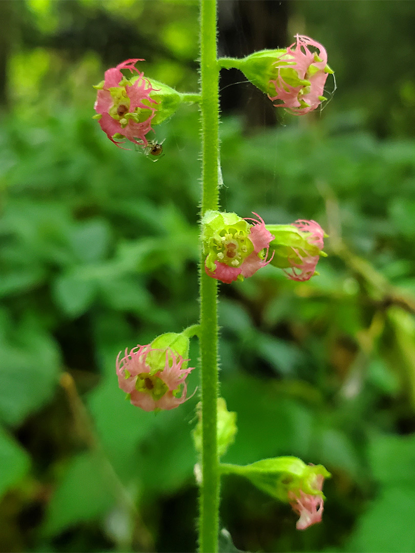 Green and red inflorescence