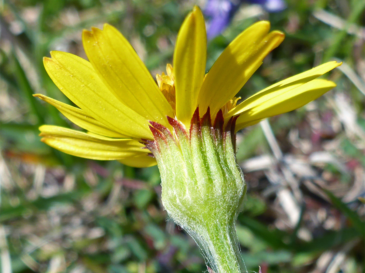 Red-tipped phyllaries