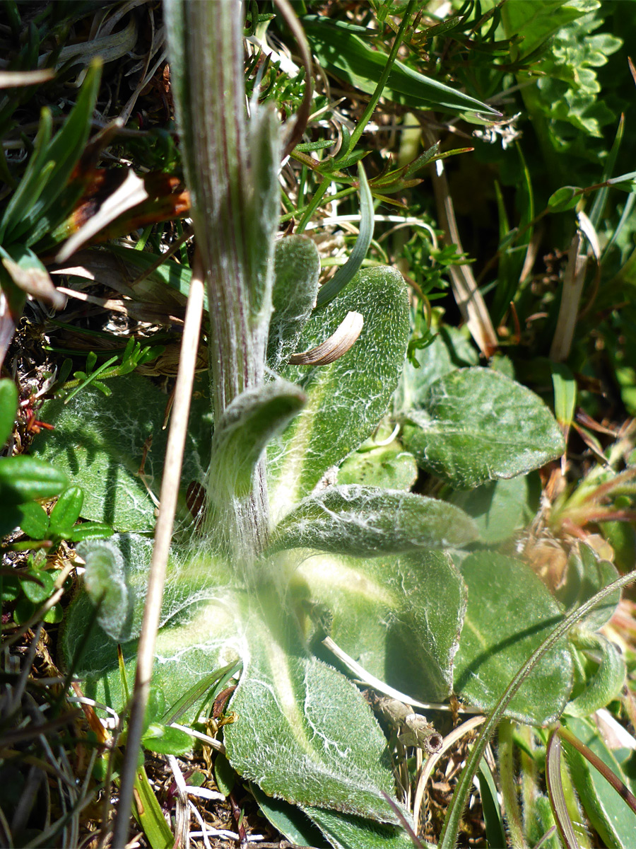 Basal leaves