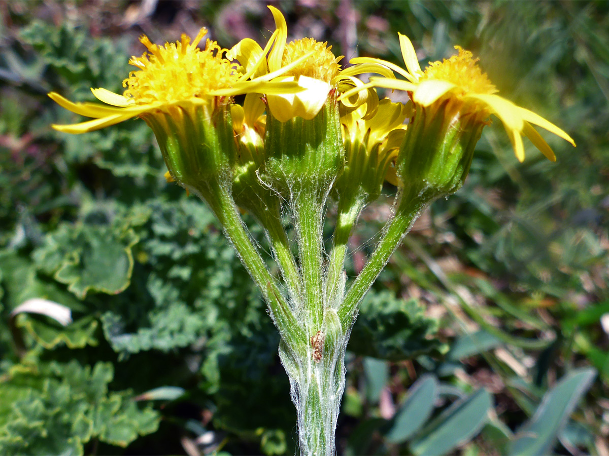 Clustered inflorescence