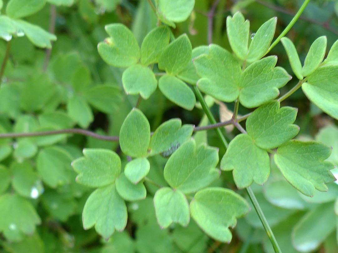 Compound leaves