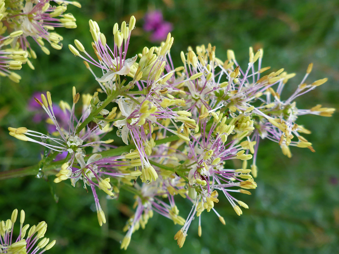 Yellow-pink inflorescence