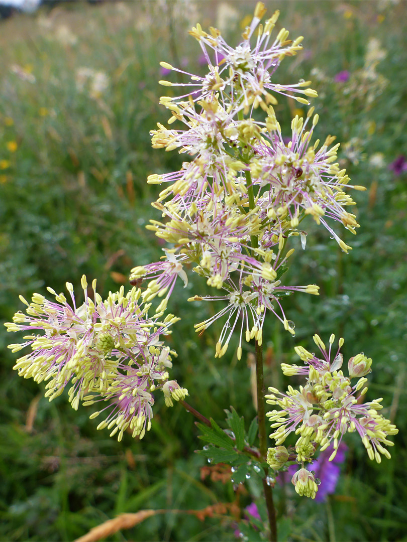 Flower clusters