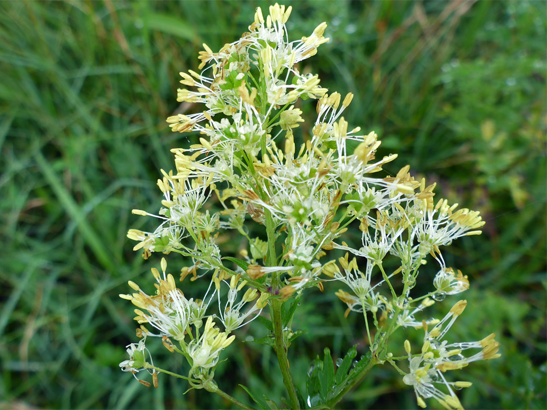 Yellow anthers