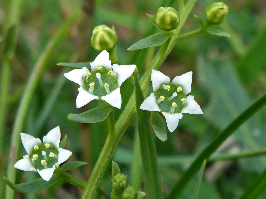 Greenish-white flowers