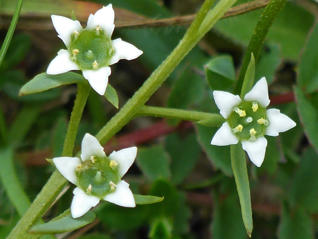 Three flowers