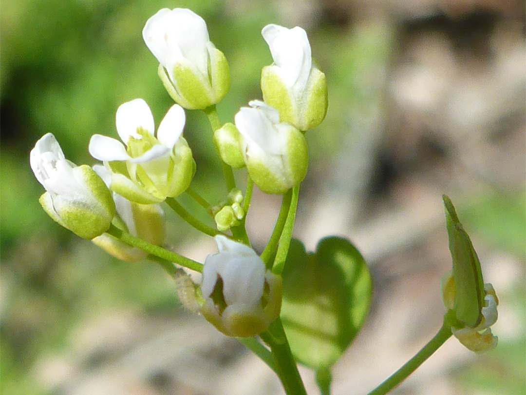 Small white flowers