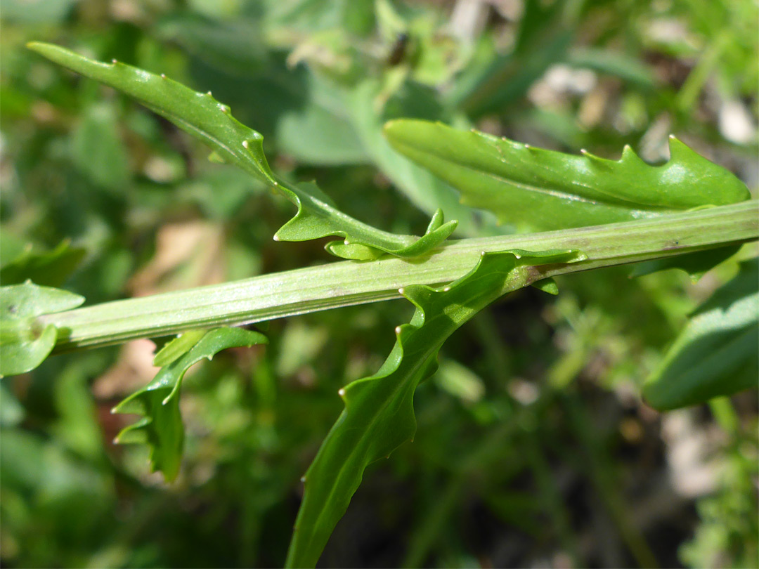 Toothed leaves