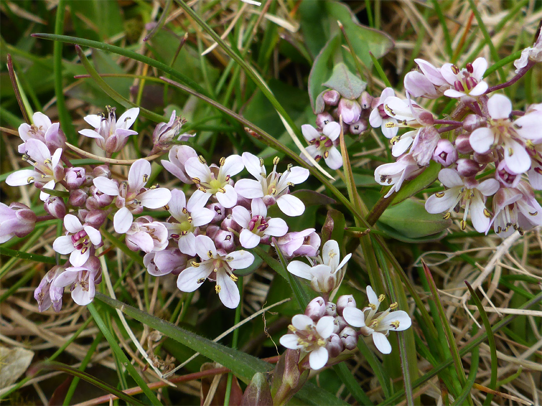 Group of flowers