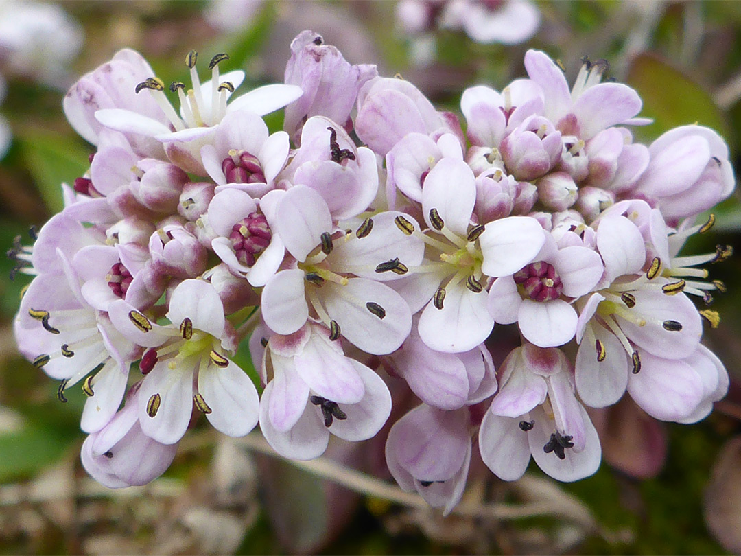 Dense flowers