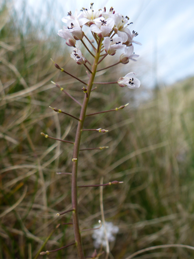 Alpine pennycress