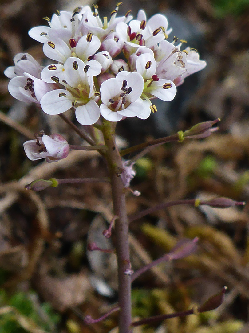 Flowers and fruit