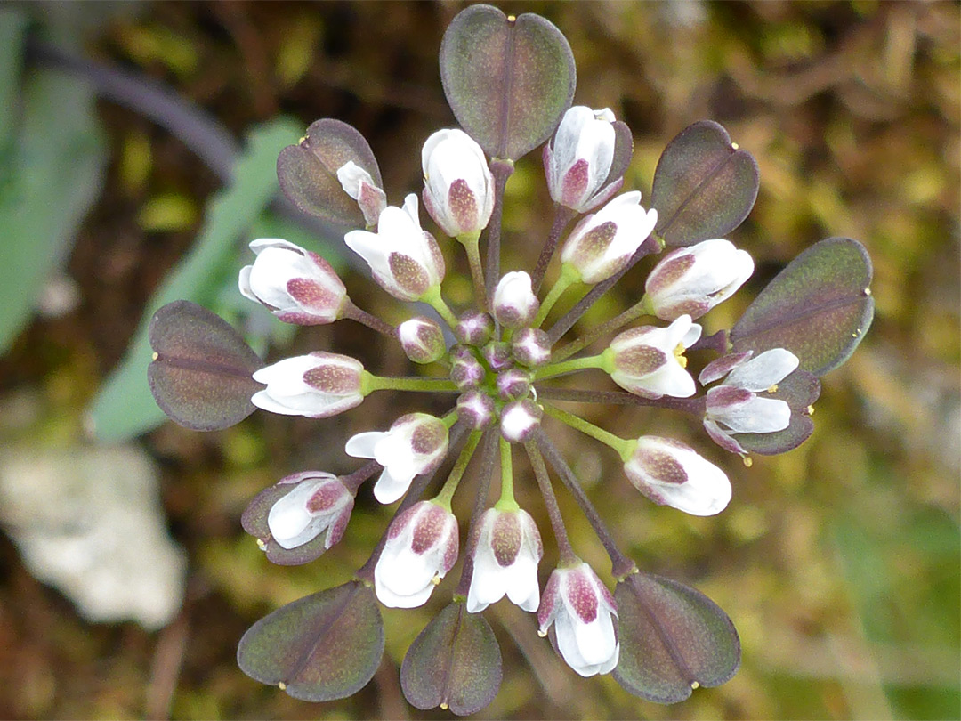 Flowers and fruits