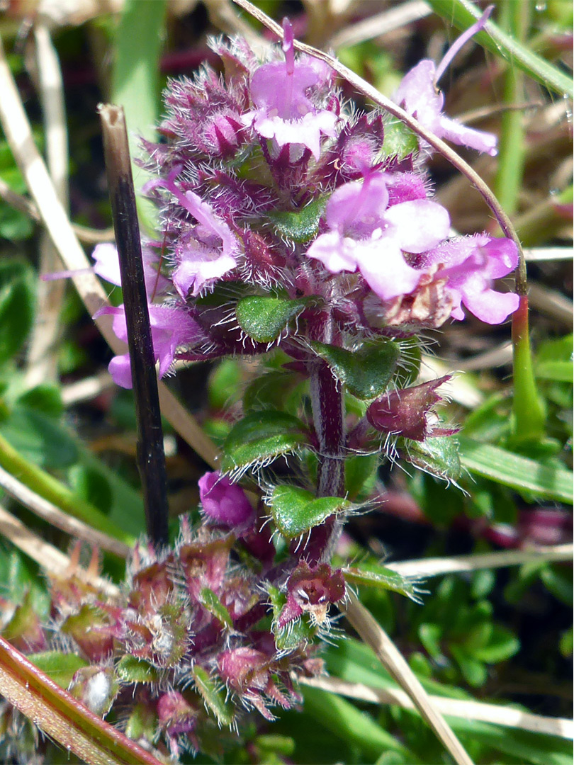 Hairy sepals and leaves