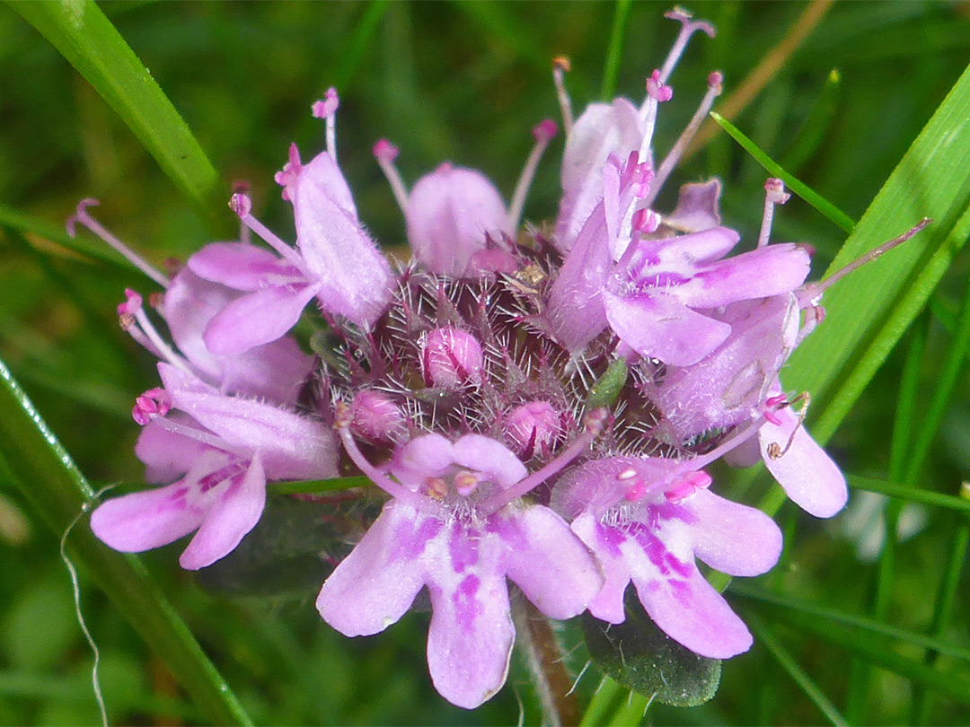 Exserted stamens