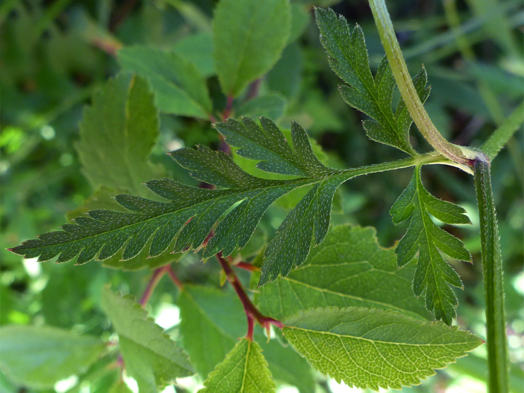 Leaf with appressed hairs