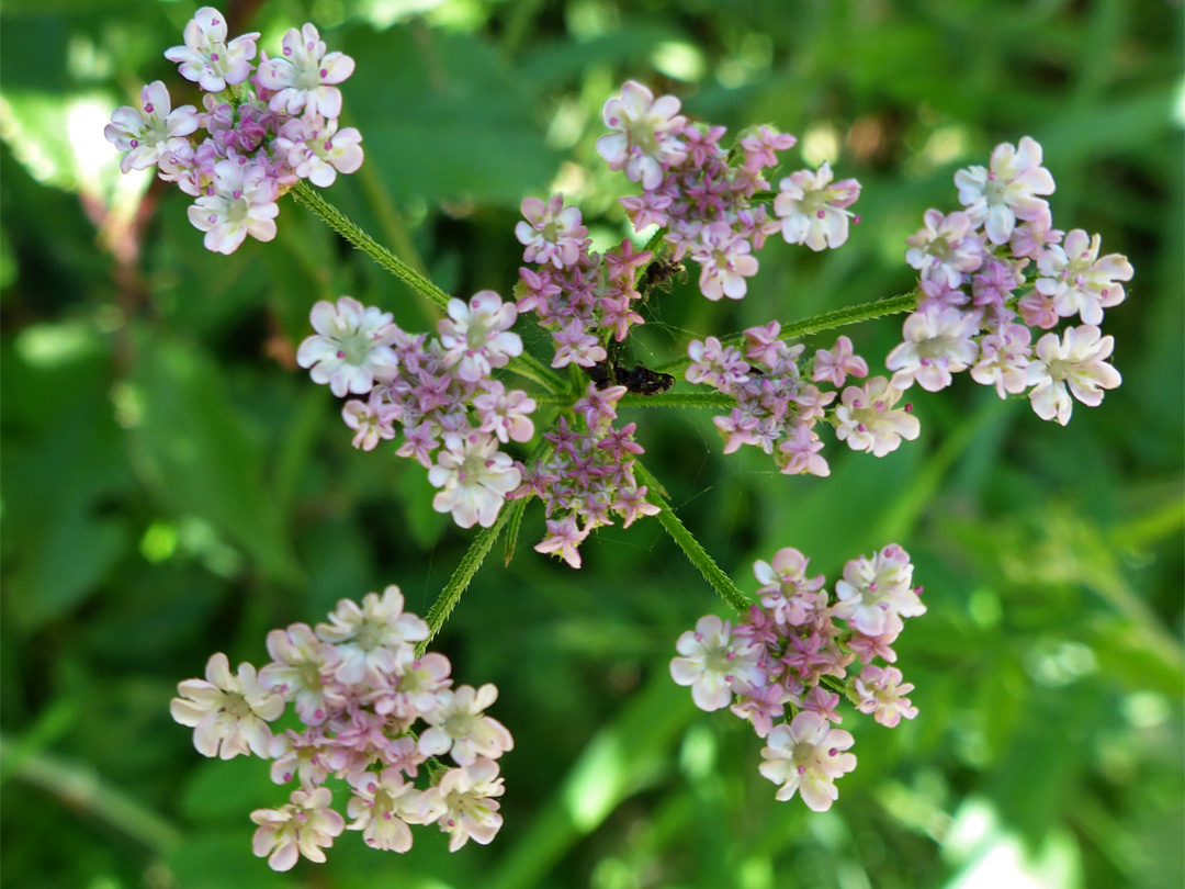 White-pink flowers