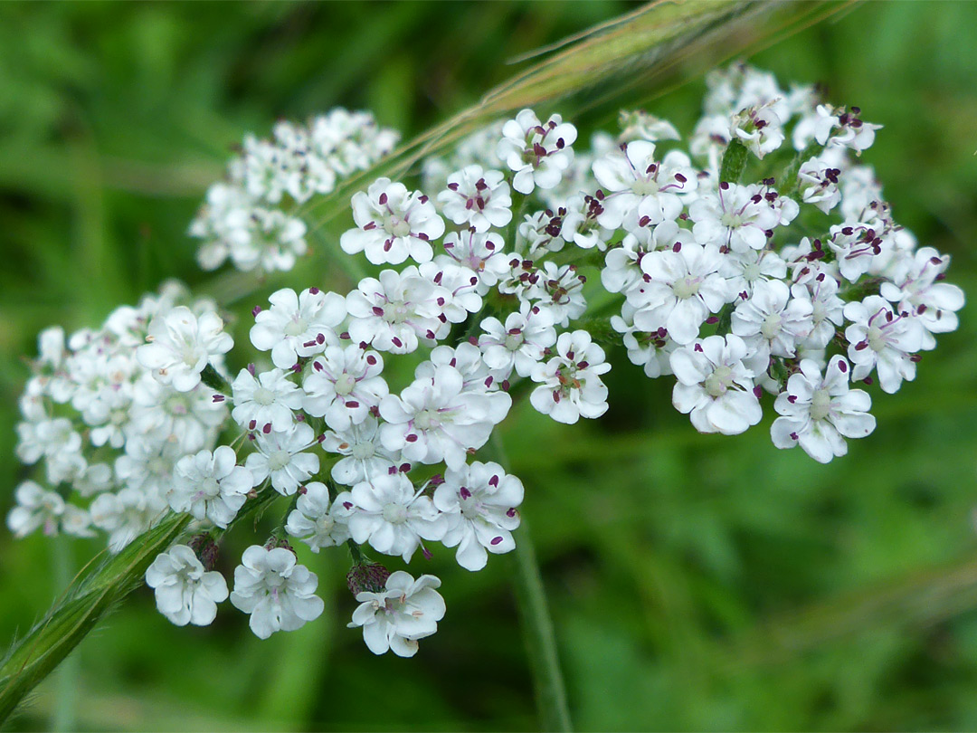 Purple anthers