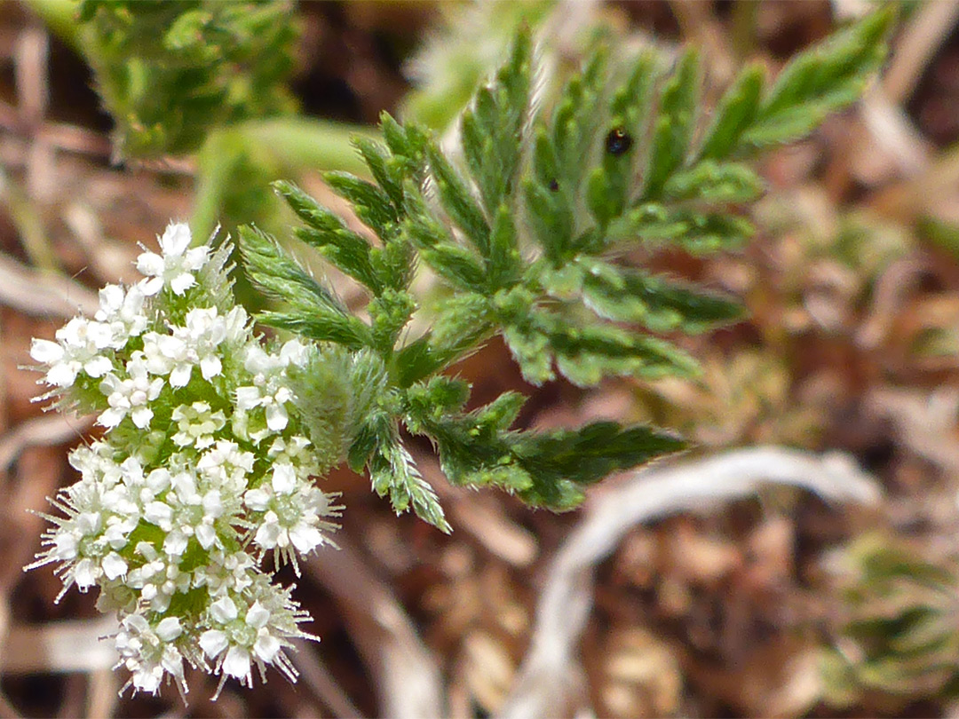 Tiny white flowers