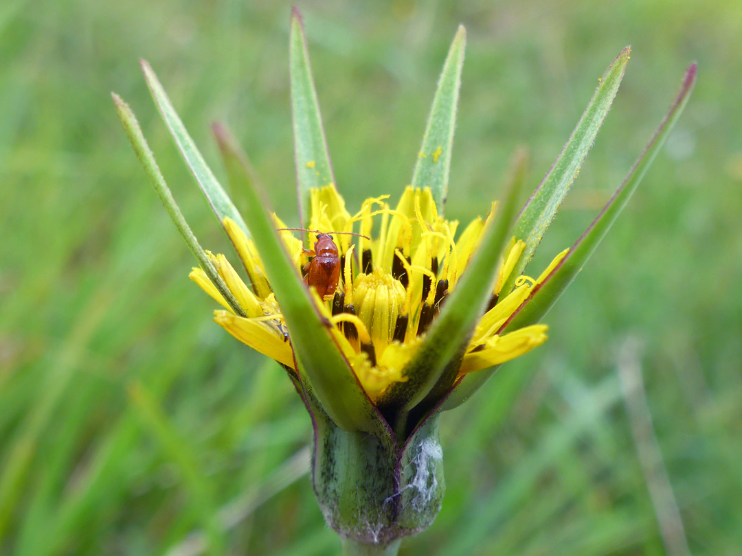 Meadow salsify