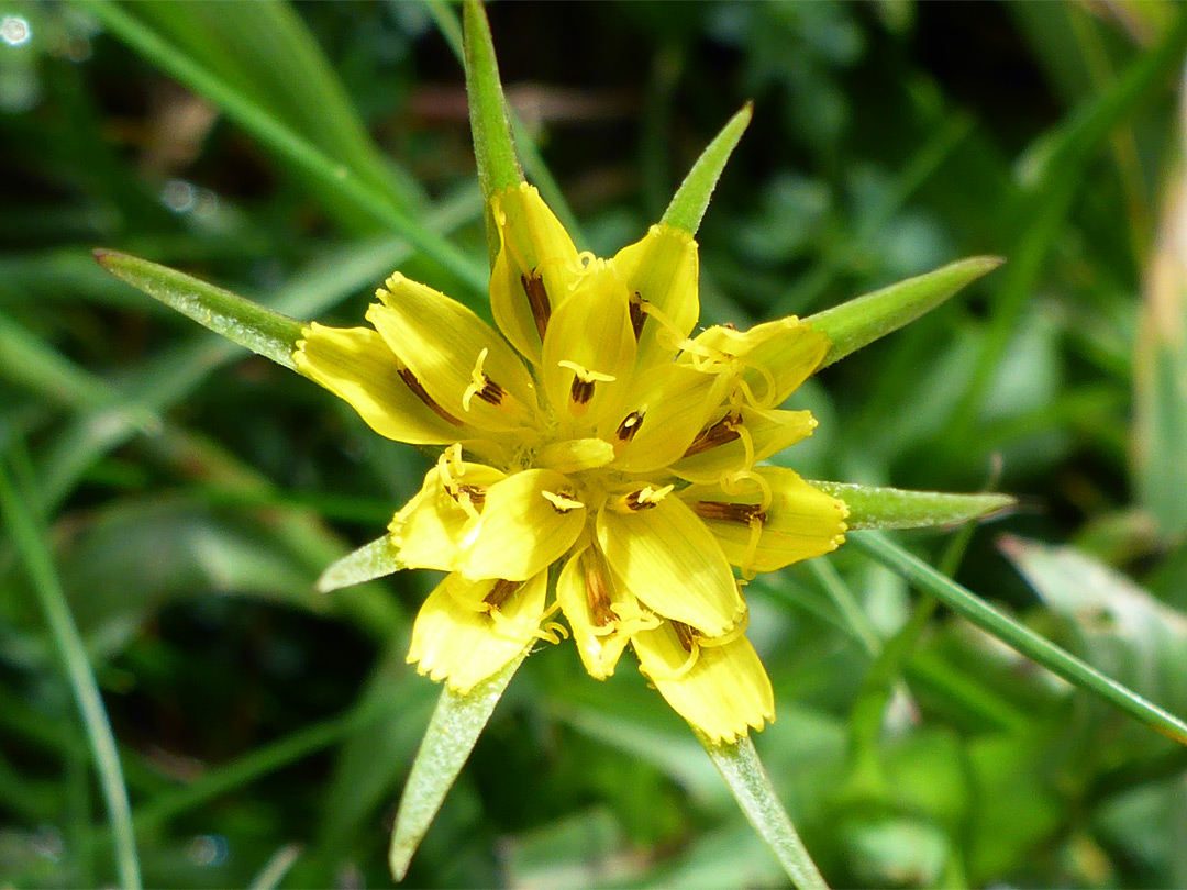 Small flowerhead