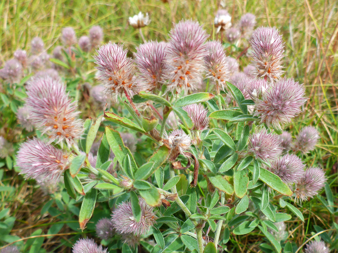 Flowering stems