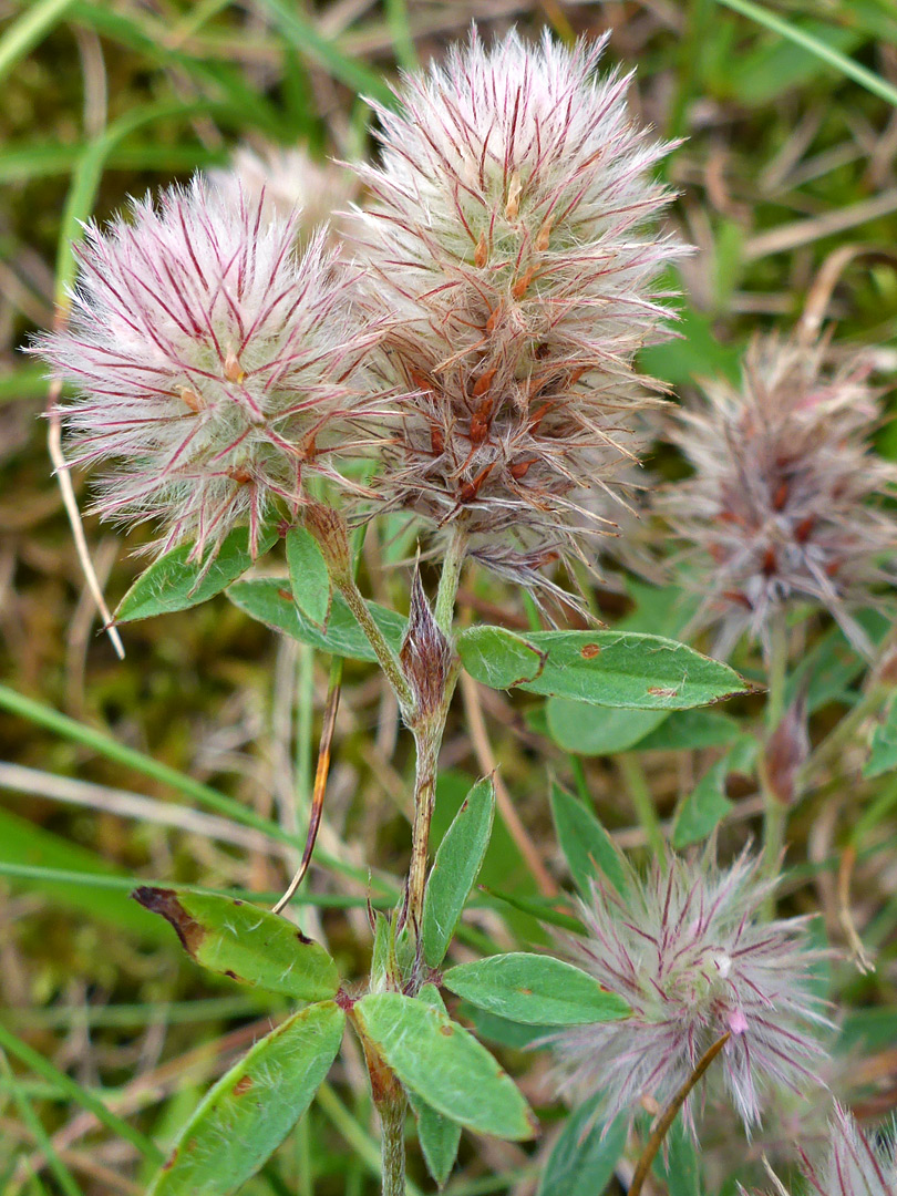 Flower clusters